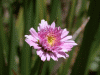 flower_pinkish