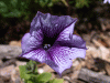 flower_purplevein