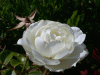 flower_whiterose