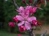 tree_pink2