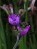 stalk_purple1