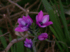 stalk_purple2