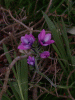 stalk_purple_garden3
