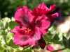 geranium_red