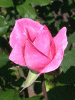 rose_pink1