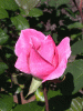 rose_pink2