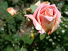 rose_pink_antique