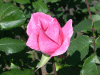 rose_pink_green