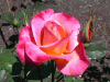 rose_pink_metoo