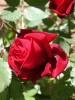 rose_red2