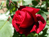 rose_red3