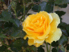 rose_yellow2