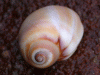 orangespiral_snail