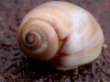 orangespiral_snail2