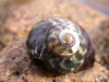 snailorangetiger