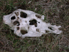 skull_cow