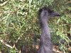 emu01