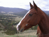 horse02