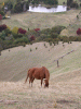 horse_valley01