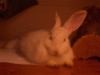 bunny1
