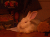 bunny2