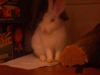 bunny4