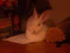 bunny5
