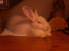 bunny6